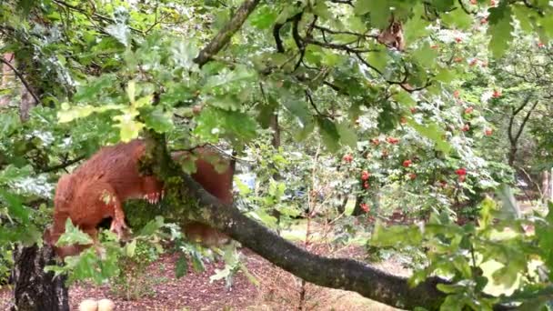 Red Squirrel Sciurus Vulgaris Grabs Peanut Eats Branch Oak Tree — Stock Video