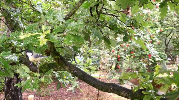 Mignon Écureuil Roux Lave Sur Branche Chêne — Video