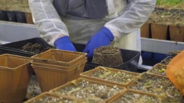 Bir adam toprakta yetişmiş bir patates arar ve onu bir kovaya aktarır.