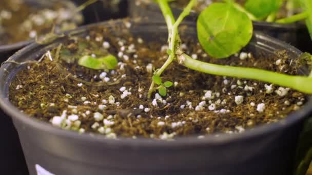 Cubos con suelo en los que se cultivan patatas en invernaderos — Vídeo de stock