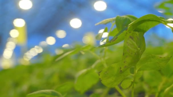 Místo produkce ve skleníku, kde se pěstují brambory — Stock video