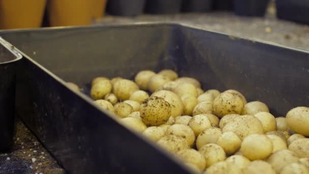 Hand puts ripe potatoes from the ground into a metal plate — Stock Video