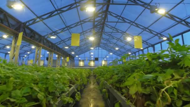 Produktionsanläggningen för det växthus där potatis odlas — Stockvideo