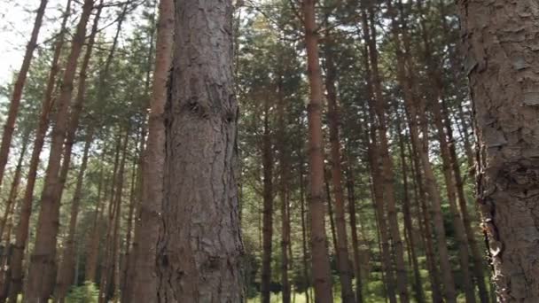 Thick pine forest in the rays of the summer sun, tree trunks, clean and fresh forest air — Stock Video