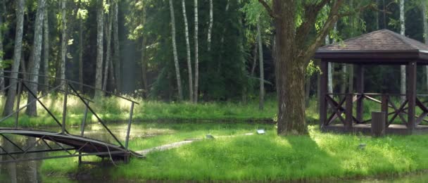 Calmante e riposante paesaggio forestale con un ponte sul fiume, una casa estiva per il riposo, fitta pineta, la luce del sole si fa strada tra gli alberi — Video Stock