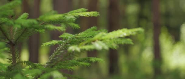 夏の日差し、木の幹、清潔で新鮮な森の空気の中で、トウヒ、高密度の松や柔らかい木の森の枝に閉鎖 — ストック動画