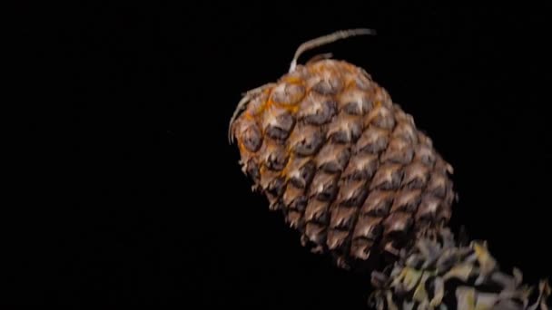 Nahaufnahme einer Ananas fliegt auf und dreht sich mit Wasserspritzern auf schwarzem Hintergrund in Zeitlupe — Stockvideo