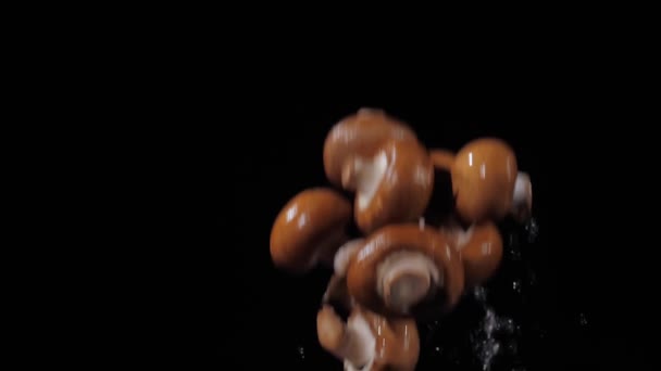 Närbild på de färska champignons kastas upp och snurrar med vatten stänk på en svart bakgrund i slow motion skott, vattendroppar på svamp — Stockvideo