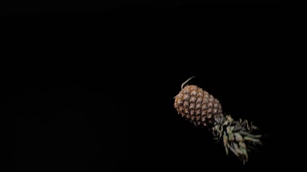 Reife Ananas fliegt auf und dreht sich in Zeitlupe auf schwarzem Hintergrund, Wasser tropft auf Früchte — Stockvideo