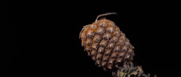 Ananas kastas upp och flyger runt med vatten stänk på en svart bakgrund i slow motion skott — Stockvideo