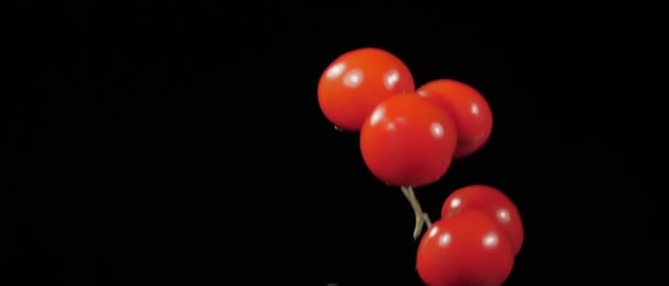 Nasse frische fünf Tomaten, die nach oben geworfen und mit Wasserspritzern auf schwarzem Hintergrund in Zeitlupe gedreht werden — Stockvideo