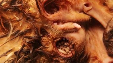 Böcek larvası (myiasis) tarafından enfekte edilen ihmal edilmiş koyunlar birden fazla tedavi edilmemiş yara ve kenelerin sebep olduğu kanamalar gösteriyor. Güçlü veteriner klipsi hayvanların ihmalkârlığını ve refah bilincini gösteriyor..