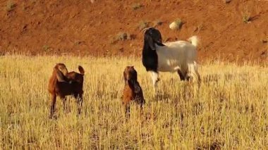 Kuş cıvıltılarıyla dolu bir tarlada Boer keçisi iki yetim Şam 'lı çocuğa şefkatle bakıyor. Öz anneleri gibi ona sarılıyorlar. Gözlerini bile kırpmadan ağlıyorlar. Nazik güven ve rahatlık işareti