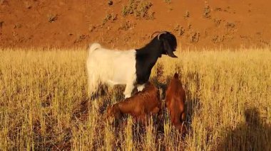 Güneşli kırsal bir alanda, nazik bir Boer keçisi, annelerine ve doğadaki şefkat ve birliğin dokunaklı bir sembolü olan iki yetim Şam 'lı çocuğu emziriyor. Vahşi yaşam ya da belgesel için