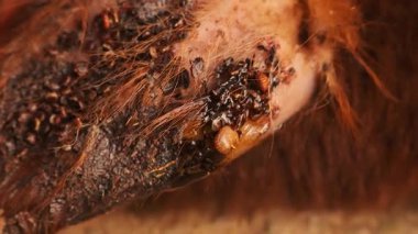 Veteriner, yağ ve cımbız kullanarak koyun kulağından keneyi çıkarır. Veterinerlik, zoonotik hastalıklar, parazitoloji, araştırma ve hayvan sağlığı farkındalığı için eğitici görüntüler. 