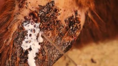 Veteriner, akarikür kullanan kene dolu bir koyun kulağını tedavi ediyor. Parazit kontrolü, hayvan refahı ve babesioz, Lyme hastalığı gibi zoonotik hastalıkları gösteren gerçek görüntüler. Veterinerlik