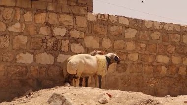 Yüksek testosteron tarafından yönetilen baskın koç, vücudunu ve boynuzlarını rakip erkek koyuna itiyor, güç ve hiyerarşi iddia ediyor. Diğeri geri çekiliyor, boyun eğdiğini gösteriyor. Vahşi yaşam belgeseli için ideal.