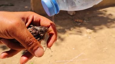 Şefkatli veteriner uzun zaman önce yuvasından düşmüş zayıf, kirli ve bitkin bir yavru kuşa nazikçe su verir. Bu duygusal sahne vahşi hayatı kurtarma ve hayvan bakımını ön plana çıkarıyor. Veterinerlik.