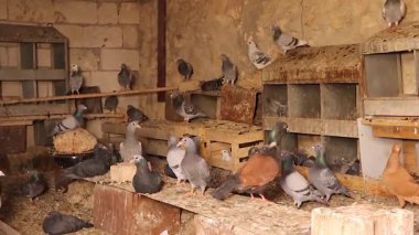 Büyük bir güvercin grubu geleneksel bir güvercin yuvasında dinleniyor ve yuva yapıyor. Hayvan bakımı, kuş yetiştiriciliği, kırsal tarım ve sürdürülebilir yaşam kavramları için ideal görüntüler..