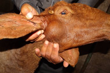 Hayvancılık yapan çiftçi hayvanı tutarken bir koyunun alt çenesindeki apse bir doktor tarafından incelendi. Görüntü şişkinliği ve enfeksiyonu vurguluyor, tıbbi çalışmalar için uygun, apse teşhisi içeriği