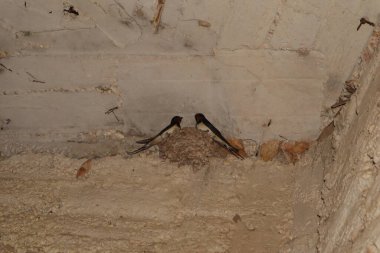 Bir çift aşk kırlangıcı çamur yuvalarına döner, yumuşakça cıvıl cıvıl cıvıl cıvıl bir sevgi, doğa ve iletişim anı reklamlar, filmler ve belgesel için mükemmeldir..