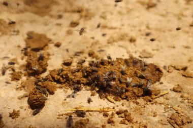 İnek gübresi üzerindeki büyük sinek sürüsü organik çürümedeki önemli rollerini gösteriyor ama hastalık bulaşması nedeniyle sağlık risklerini de vurguluyor. Ekoloji ve hijyen farkındalığı için hayati önem taşıyor.