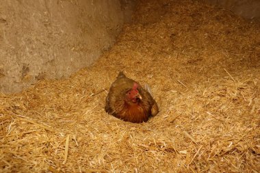 Kırsal bir çiftlik ortamında samanların üzerinde sakince kuluçkaya yatmış bir tavuk. Bu sahne doğal kümes hayvanları davranışını yansıtıyor. Eğitim, kırsal ve organik tarım içeriği için ideal..