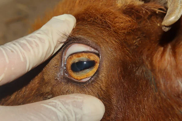 Veterinerlik muayenesinde sağIıklı bir koyun gözünün yakın çekimi, geviş getirenlerin eşsiz yatay öğrencilerini gösteriyor. Biyoloji araştırmaları, hayvan anatomisi çalışmaları, veterinerlik ve eğitim için kullanışlı.