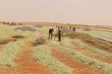 Suriyeli çiftçiler yeşil buğday (freekeh) hasat ediyor ve tahılı işlemek için açık arazide yakıyorlar. Bu ender rastlanan gelenek, Orta Doğu 'daki eski yemek hazırlama yöntemlerini ve kırsal yaşamı yansıtıyor..
