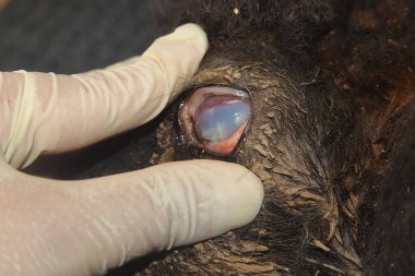 Veteriner, kornea opaklığı ve keratokonjonktivit gösteren bir koyun gözünü inceleyerek, veterinerlik tıbbında hayvan gözü hastalığı teşhisi ve tedavisini vurguluyor. Eğitim ve araştırma için kullanışlı.