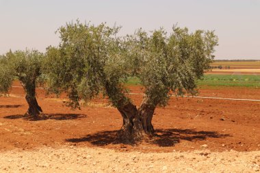 200 yıllık görkemli zeytin ağacının bükülmüş gövdesi, mirası, sürdürülebilirliği ve Akdeniz tarımının derin köklerini sembolize ediyor. Belgesel ve çevre projeleri için mükemmel.