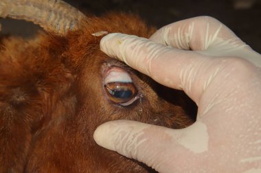 Veteriner, koyunların konjonktivitelerini sağlıklı pembe bir renkle dikkatlice inceleyerek normal göz anatomisini gösterir. Veterinerlik, hayvan sağlığı, veterinerlik eğitimi ve klinik eğitim için ideal.