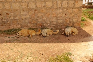 Başıboş köpeklerin yaz sıcağından kaçarak gölgede huzur içinde dinlendikleri dokunaklı bir sahne. Belgeseller, farkındalık kampanyaları ve hayatta kalma ve merhamet gösteren hayvan refahı projeleri için mükemmel..