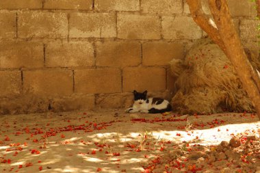 Sıcak bir yaz günü, Suriye 'deki bir evde genç bir kedi gölgede huzur içinde kestiriyor. Bu huzurlu an kedi davranışlarını ve kırsal yaşamı yakalar, yaşam tarzı veya belgesel içeriği için idealdir..