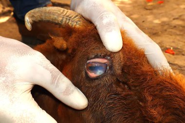 Veteriner, kornea opaklığı ve vaskülarizasyon gösteren bir koyunun gözünü inceliyor. Yüzeysel bir keratit vakası. Veterinerlik, hayvan sağlığı ve göz hastalığı teşhisi için ideal.