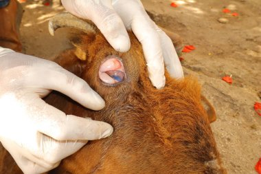 Veteriner, yüzeysel keratitten etkilenen koyun gözüne subkonjonktival enjeksiyon uyguladı. Konjonktivitenin altındaki enjeksiyon sonrası şişkinlik uyuşturucu taşıdığını gösteriyor. Veteriner oftalmolojisi.