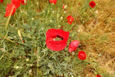Vahşi bir çayırda kırmızı şakayık çiçekleri, barışı ve iyileşmeyi simgeliyor. Öksürüğü yatıştırmak ve solunum iltihabını doğal olarak azaltmak için bitkisel ilaçlarda kullanılır..