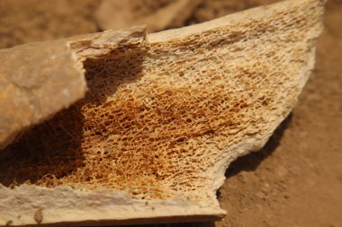 Kemik iliği yakından bakınca kan hücresi oluşumundan sorumlu süngerimsi trabeküler yapıyı gösteriyor. Anatomi ve kemik dokusu fonksiyonlarını vurgulayan tıbbi, veterinerlik ve biyolojik araştırmalar için ideal