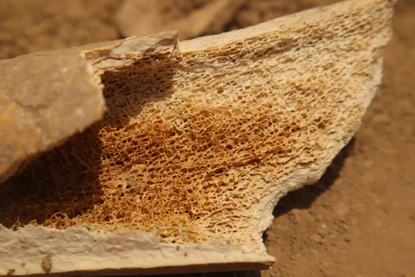 Kemik iliği yakından bakınca kan hücresi oluşumundan sorumlu süngerimsi trabeküler yapıyı gösteriyor. Anatomi ve kemik dokusu fonksiyonlarını vurgulayan tıbbi, veterinerlik ve biyolojik araştırmalar için ideal