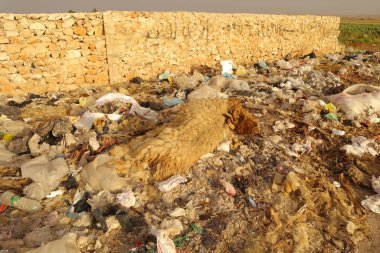 Plastik atıkların arasına atılmış ölü koyunlar, hastalık bulaşma risklerini, yetersiz hijyen ve çevresel kirliliği gösteriyor. Veterinerlik ve halk sağlığı konuları için ideal