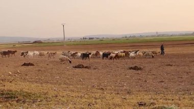 Shepherd sürüsünü sabahın erken saatlerinde kırsal bir Orta Doğu tarlasında otlağa götürüyor. Bu da organik tarım, geleneksel yaşam tarzı ve barışçıl hayvan refahı uygulamalarını yansıtıyor..