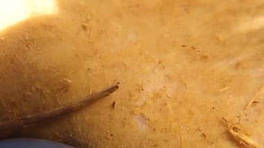 Profesyonel veteriner, sağlık kontrolü sırasında köpek kürkünü pireler için dikkatlice inceler. Veteriner tıbbı, parazit önleme farkındalığı, hayvan sağlığı eğitimi ve hayvan kliniği eğitim kaynakları için