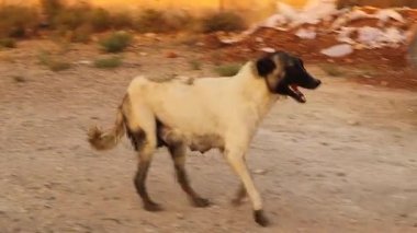 Bir araba kazasından sonra yaralı bir sokak köpeğinin topallaması ve dayanıklılığı sayesinde açlıktan kurtulacak yavrularına ulaşmak için çabalaması. Veterinerlik, kurtarma ve hayvan sağlığı için ideal.
