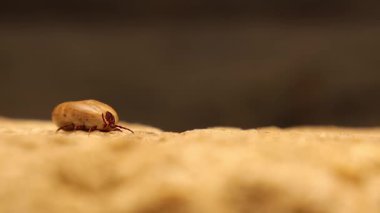 Tıkanmış kenenin ultra makro videosu sürünerek konukçuyu arıyor ve gizli anatomik detayları açığa çıkarıyor. Araştırma, hastalık bilinci, veterinerlik ve biyoloji eğitimi için ideal.