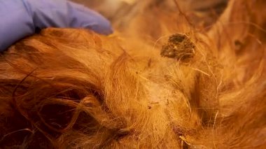 Veteriner, tıbbi muayene sırasında başıboş köpek kürkünü dikkatle kontrol eder. Veteriner tıbbının altını çizer, parazit kontrolü, hayvan sağlığı, hijyen, kamu sağlığı. Bilinç medyası için ideal. Veteriner