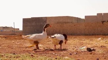 Kurak bir köy ortamında kuru tarlalarda duran kırsal kazlar sert iklime güçlü adaptasyon gösteriyor. Tarım, kırsal yaşam, gıda üretimi ve çevre belgeseli için ideal.