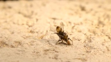 Yakalanan bir sinekle beslenen Makro Sıçrayan örümcek doğal böcek kontrolünü, yırtıcı içgüdüyü, böcek davranışını ve ekolojik dengeyi vurguluyor. Bilim, vahşi yaşam ve eğitim içeriği için ideal.