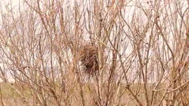 İlkbaharın başlarında ağaç dallarının arasına gizlenmiş kamufle edilmiş karga yuvası, doğal kuş yuvalanma içgüdüsü ve hayatta kalma davranışını gösteriyor. Vahşi yaşam belgeseli, doğa eğitimi ve biyolojik çeşitlilik için. Kuşlar.