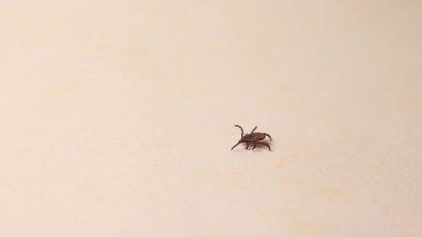 Parazit kenesi beyaz arkaplanda izole edilmiş. Hayvansal hastalıkların tıbbi ve bilimsel konsepti, enfeksiyon riski, Lyme hastalığı, halk sağlığı, veterinerlik tıbbı, epidemiyoloji ve parazit araştırmaları.