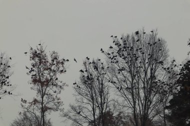 Bir karga sürüsü kış günbatımında uzun ve çıplak ağaçlarda toplanır ve geceye tünemeye hazırlanırlar. Doğa, mevsimler, yalnızlık, gizem ve çevre kavramları için idealdir..